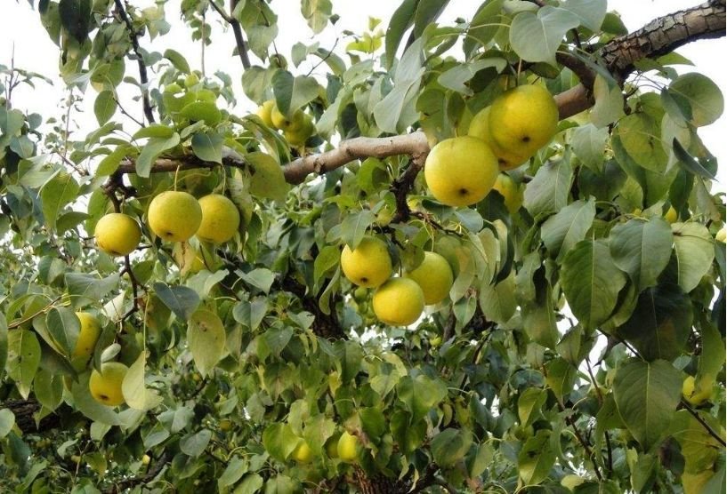 八月种植梨树,该怎么管理好?