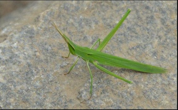 扁担钩和蚂蚱的区别