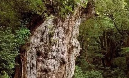 世界上最古老的树