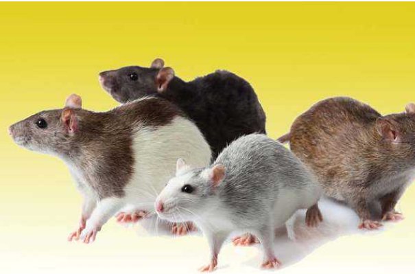 梦见老鼠是什么意思?