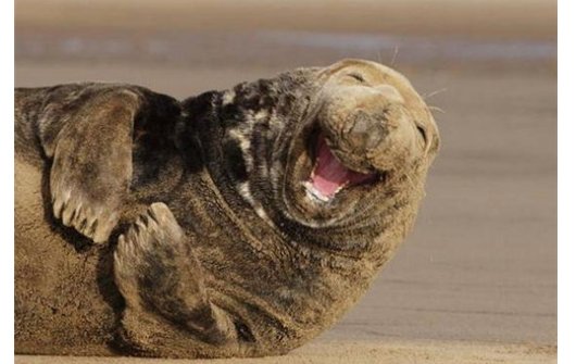 有哪些英语小笑话？给我来十个（越短越好）