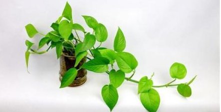 有净化空气作用的室内植物有什么?