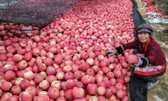 苹果价格大跌导致滞销,果农造成了什么多大的损失?