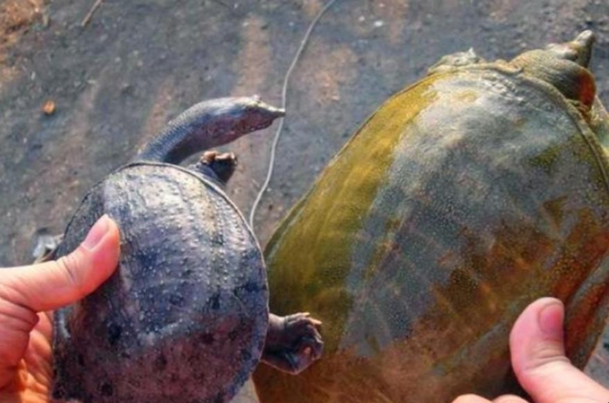 野生甲鱼的特征？