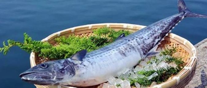 鲅鱼读音是什么？