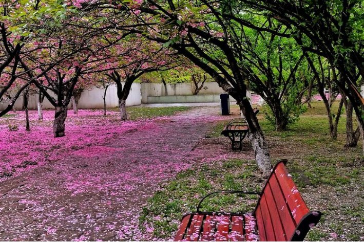 繁花落尽意思是什么