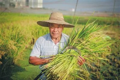 “海水稻”新米将要上市,这种稻米有何优势?