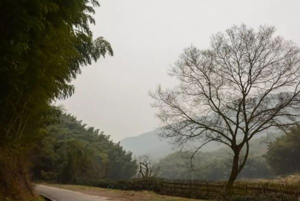 蜂出泉流打一正确动物生肖