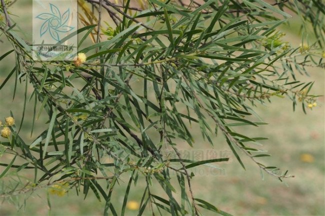 请问红色和绿色的什么叶子？