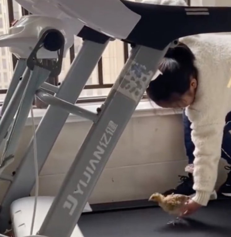 8岁女孩带小鸡仔在跑步机上锻炼,怎样看待这一做法呢?