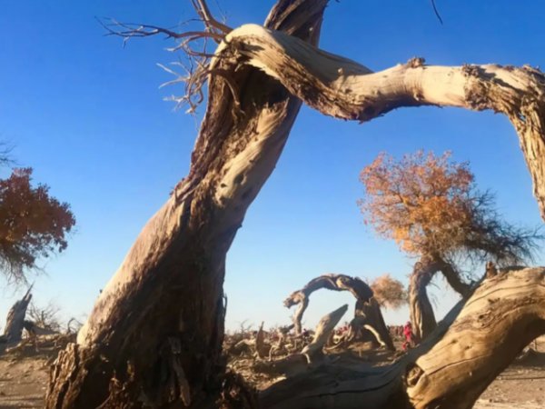 屹立不倒的意思