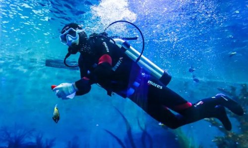 鲨鱼最怕的三种人