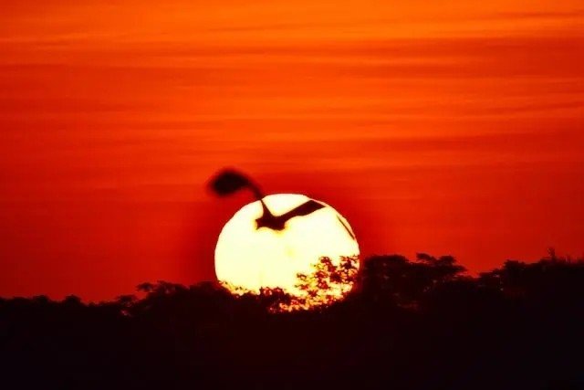 红日高升猜一生肖