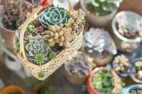 多肉植物多海棠怎么养殖？