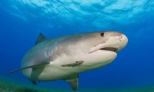 鲨鱼最怕的三种人