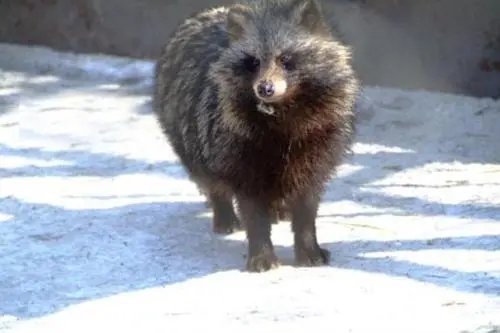 上海一小区现野生貉，貉的出现给居民的生活造成了哪些影响？