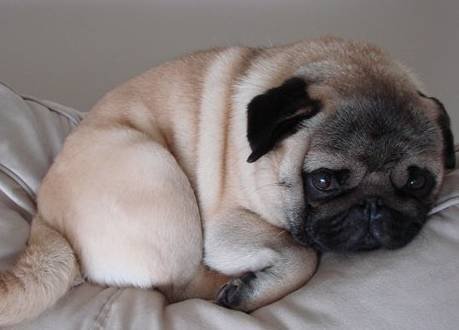 关于狗狗的动画片有哪些