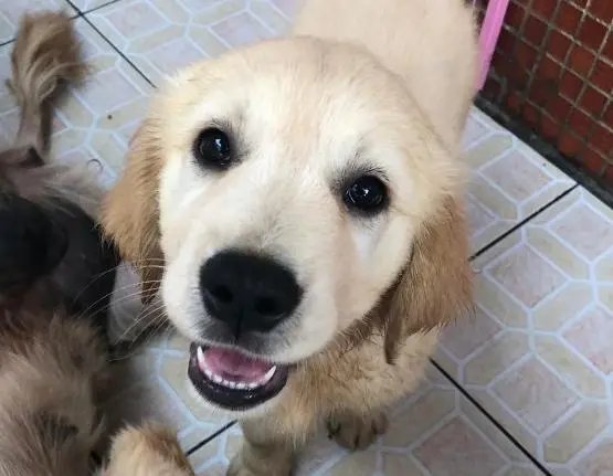 半月谈表示别把宠物当“情绪药方”，严重的宠物依赖症该怎么缓解？