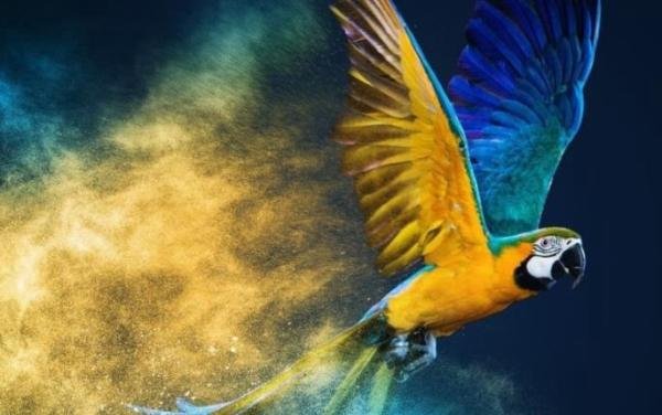 鹦鹉扑火原文是什么 鹦鹉灭火的意思