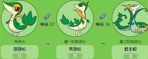 《口袋妖怪》中的球海獭、暖暖猪、藤叶蛇的进化图是什么?