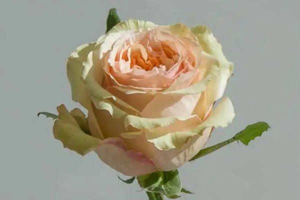 拾季的花语是什么?