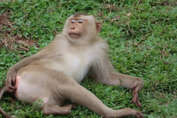 逍遥自在的动物打一生肖