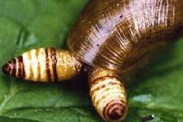 僵尸蜗牛能养吗