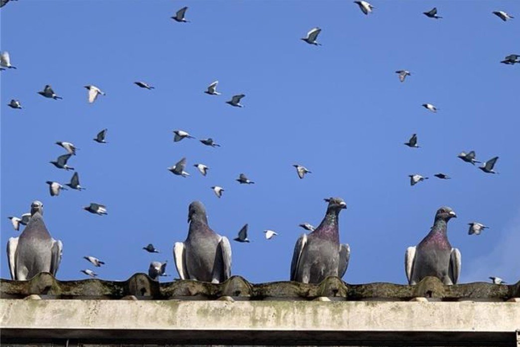 宏建公棚赛鸽公棚秋棚规程