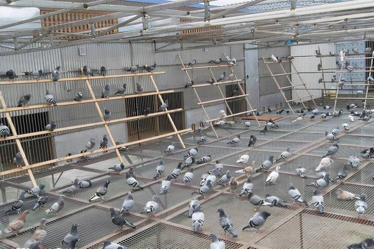 宏建公棚赛鸽公棚秋棚规程