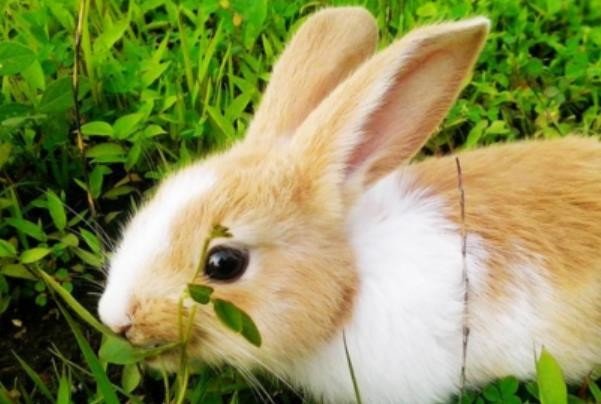 红袖添香打一个生肖