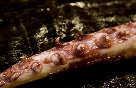 大王陆鱿的介绍