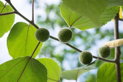 梧桐果可以吃吗，果实长在叶子的两边。