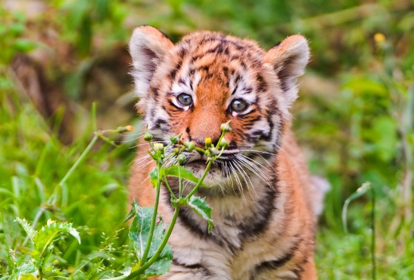 小脑斧什么意思