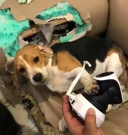 关于狗狗的动画片有哪些