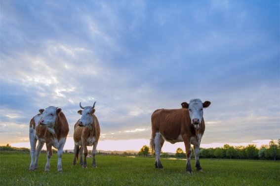 泫然流涕什么动物