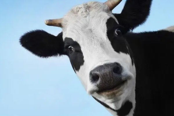 色艺双绝打一字