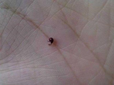 床上有黑色芝麻大小的虫子是什么虫子？