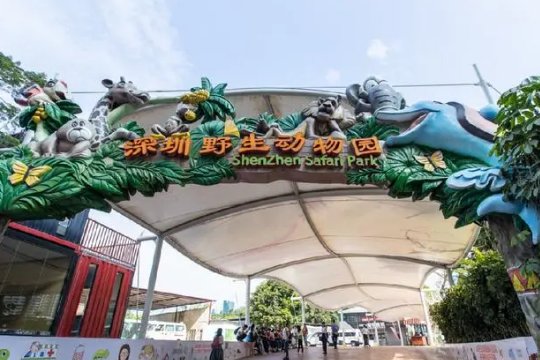 深圳有大熊猫吗,在哪个动物园