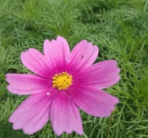 远房亲戚结婚,不请自到,去还是不请呢?