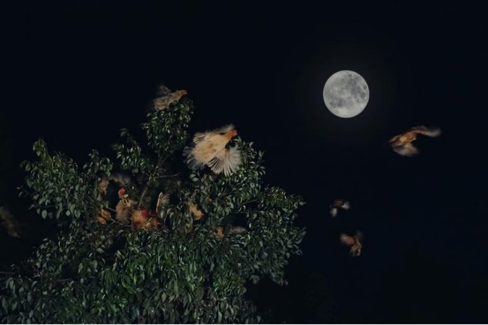 描写乡村月夜的情景