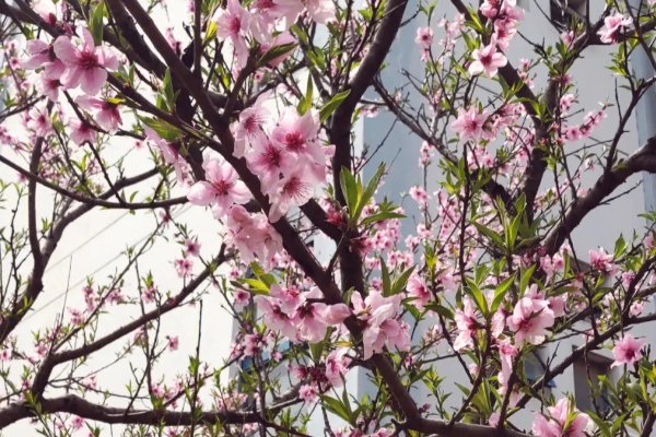 小小花蕾的深处桃花翻译