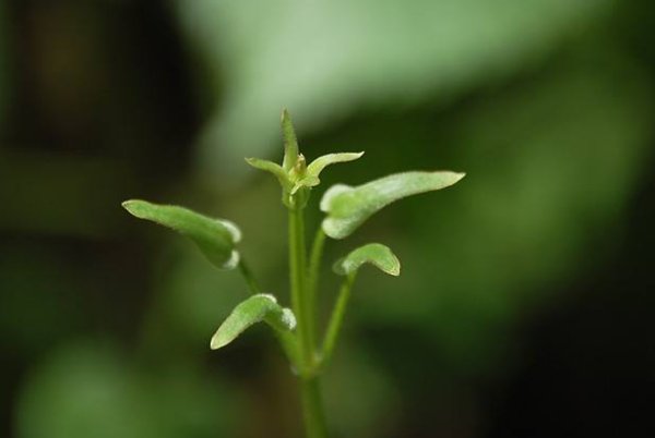 嫩叶草研究一二三四区别
