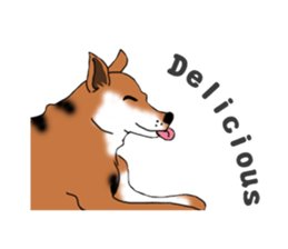 我第一次养狗给它吃的是我们的剩饭剩菜现在脱毛严重请问有什么补救的方法？