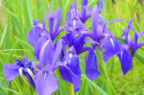 mlan的拼音是什么字