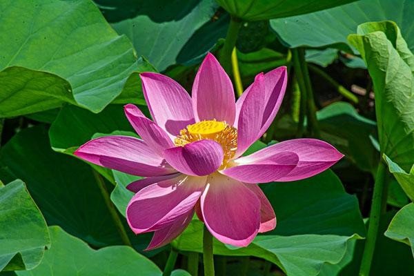 倒插莲花是什么样子的