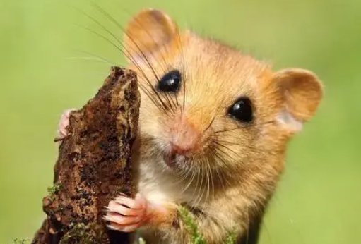 曰居夜出打一生肖