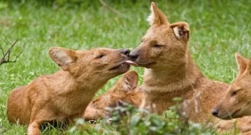 老虎竟然不如豺和狼？为何猛兽排名老虎只在第三位？