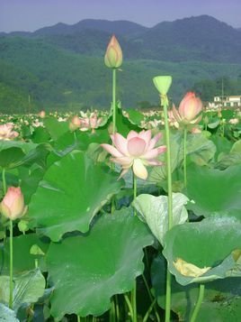 采莲诗赠友看朱成碧的原文