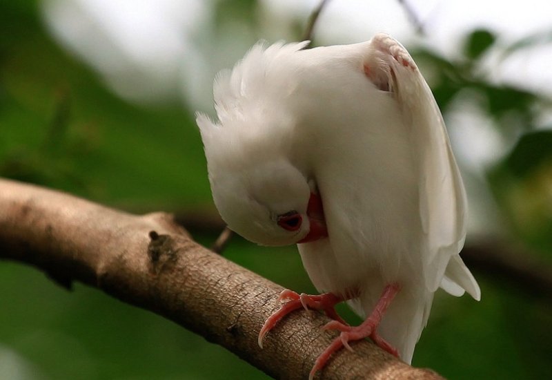 白雀在古代是什么意思