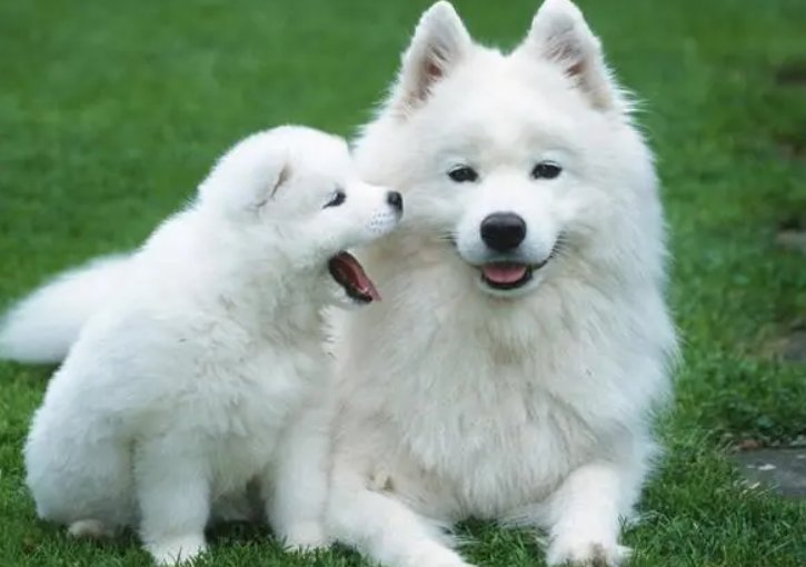 熟人熟事是什么生肖